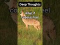 What if Coyotes Feel What? Enjoy Deep Thoughts for Your Curiosity #animals #humor #fun