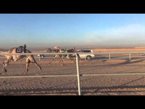 منصورة ملك عبدالله ابراهيم الوزان تنتزع الشوط الرئيسي لسن اللقايا البكار في ميدان القصيم