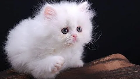 Watch the video about Cute White Persian Kittens/ For Sale/ Cat Lover