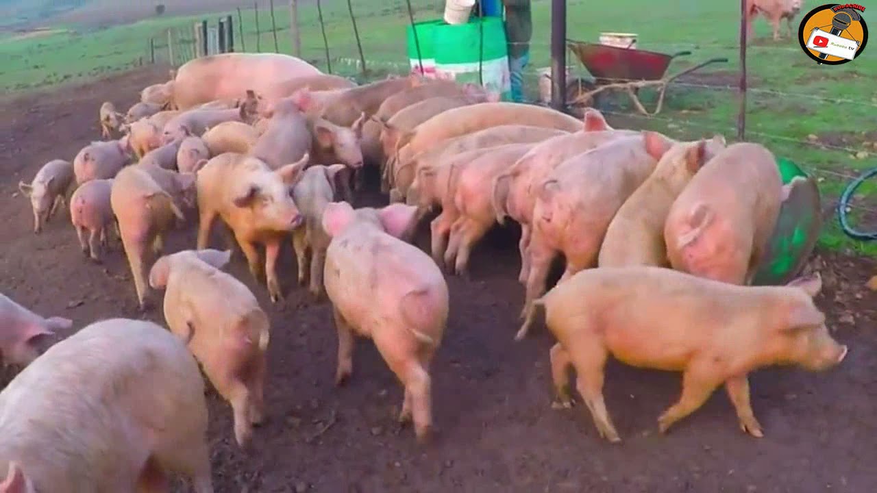 HUU NDIO UKWELI: Unaweza kua MILLIONEA kwa kufuga Nguruwe pekee, A-Z Ninichakufanya