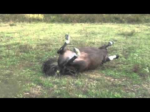 really-funny-horse-falls!