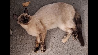 Found Siamese Cat Jackson Michigan