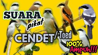 SUARA PIKAT BURUNG CENDET, SUARA PIKAT CENDET PALING AMPUH BIKIN EMOSI #myyearonyoutube