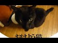 「おはよう」ネコ