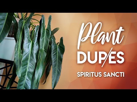 Plant Dupes! | Philodendron Spiritus Sancti