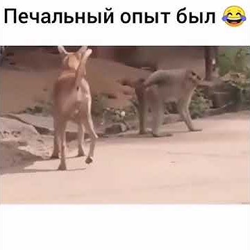 Обезьяна и собака мем