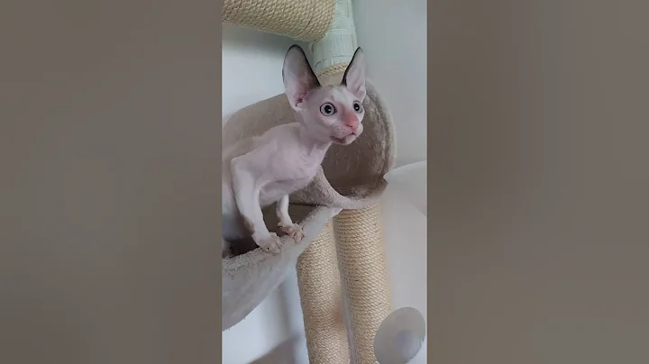 Watch the video about Cute Cornish Rex girl! little angel