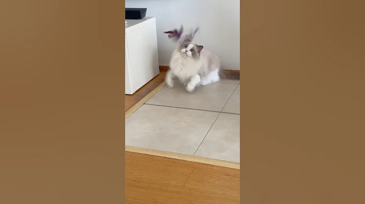 Watch the video about 😹🐋Jdeme si hrát?🐋😹 #cat #ragdoll #sweet #cute #funny #ragdollshorts