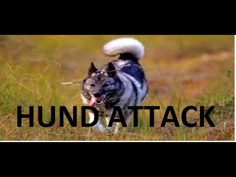 Video: Hur Man Förhindrar En Främlings Hundattack