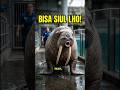 WALRUS BISA SIUL?! Skill Terpendam si Gajah Laut 😱