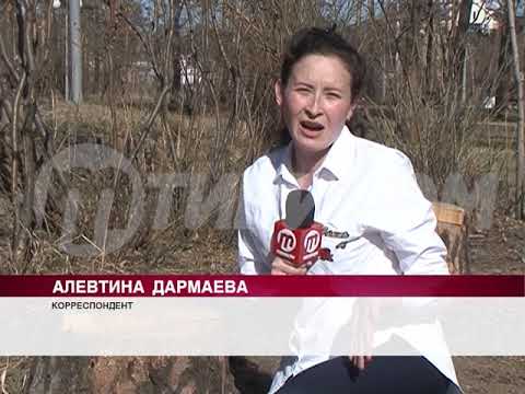 Озеленение