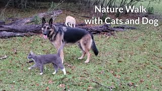 Nature Walk with Cats and Dog by OldManStino 20,618 views 2 years ago 3 minutes, 47 seconds