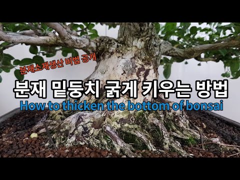 분재 밑둥치 굵게 키우는 방법 How to thicken the bottom of bonsai