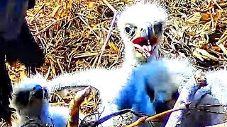 ELDER BOSS CHICK BONKS SIBLINGS. BETTE FEEDS CHICKS WITH FISH. 4.2024. Little MAIMI CONSERVANC EAGLE