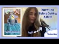 13 Things You Must Know Before Getting A Bird! || Tamlyn Grey