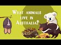 Australian animals our big of animals in australia for kids names and sounds