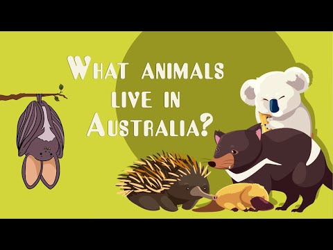Vídeo: Quins Són Els Animals A Austràlia