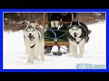 HUSKIES GO DOG SLEDDING | Oakley can Pull the Sled