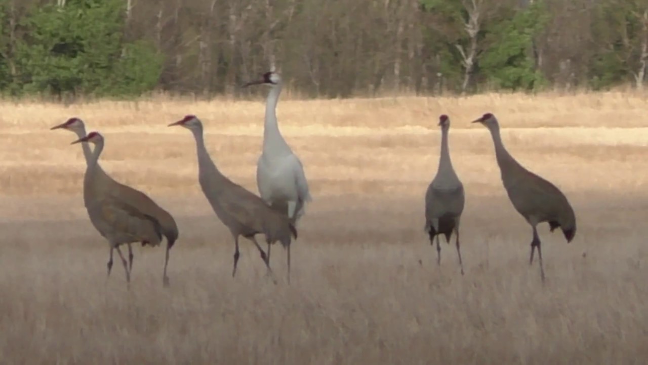 Whooping Crane with Five Sandhill Cranes Near Saskatoon YouTube