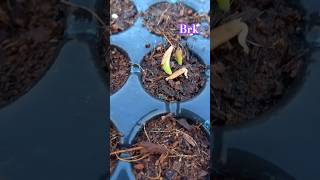 #adinium#gardenplants #seeds#germination