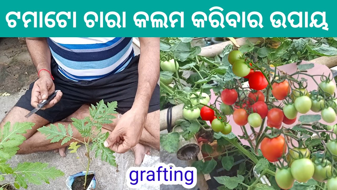 ଟମାଟୋ ଚାରା ଗ୍ରାଫ୍ଟିଂ କରିବାର ଉପାୟ।,#grafting #tomatografting