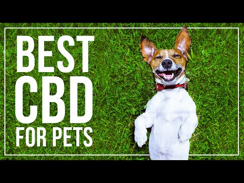 Cbd Sublingual Vs Gummies