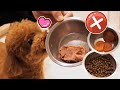 一豬小公主｜實測！狗狗不准吃挑戰！一豬 Will the poodle steal food if the owner goes out?