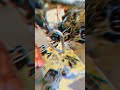 Unicorn engine setting#short