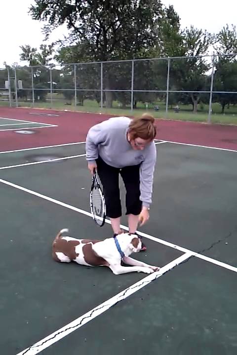 Summer Activities With Your Dog