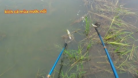 Kích cá ngoài ruộng mùa nước nổi trúng đậm quá nhiều cá lươn | kích cá miền tây 