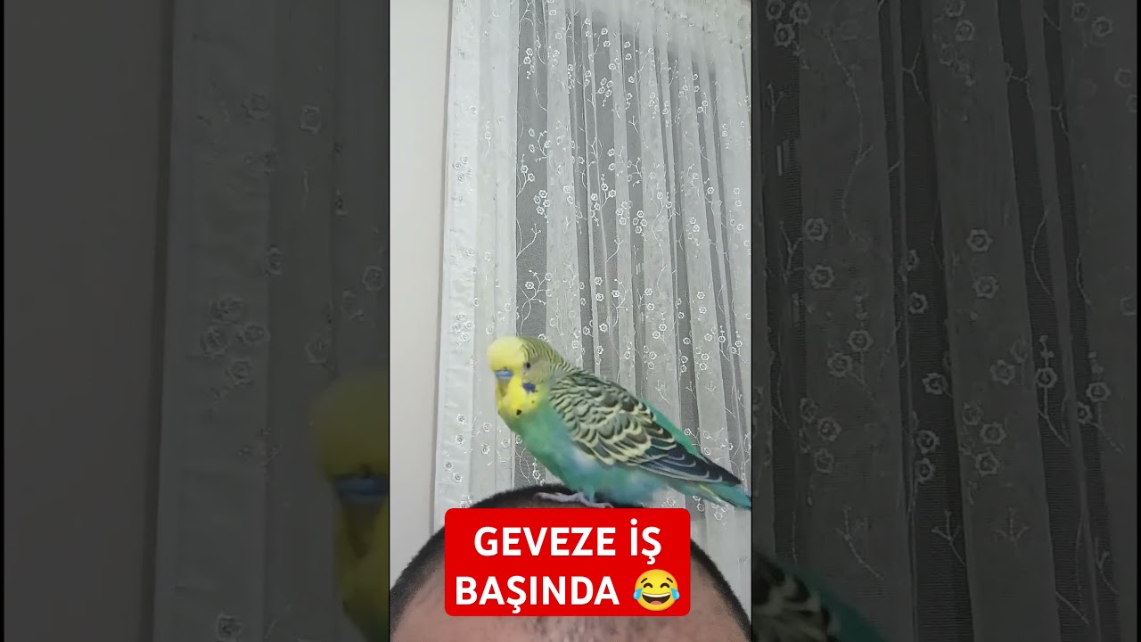 Geveze iş Başında #muhabbetkuşufıstık #birds #muhabbetkuslari #muhabbetkuşu #kuslar #parrot #budgies