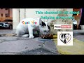FEEDING STRAY CATS 