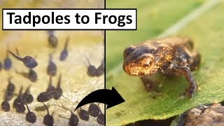 Tadpoles to Frogs 