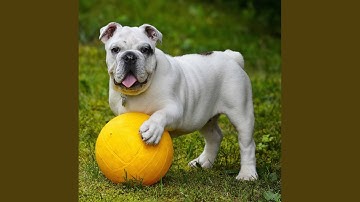 Dashing Moods for Dog Therapy Sessions