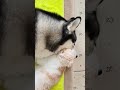 いつもより早く帰宅したら猫がハスキーを枕にしてた寝てた 笑...#shorts