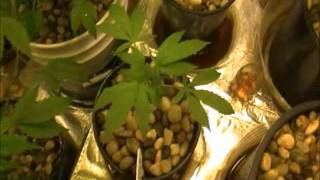My uncles garden 420 flowering part 6