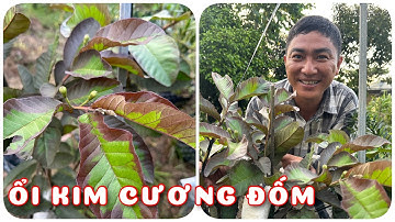 Cây Kim cương đốm trái siêu đẹp | 0386569374 - Ngọc Ngân Bến Tre | Chuyên cây độc lạ