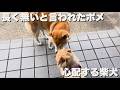 「もう長くない…」と言われたポメ。裏で心配する柴犬の姿がありました
