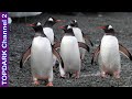 10 Especies de Pinguinos