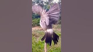 full power suara alami Burung Kutilang