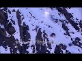 Rare footage  snow leopard drags blue sheep falls off cliff chasing it in himachal mountains