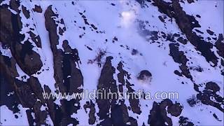 Rare Footage - Snow Leopard Drags Blue Sheep Falls Off Cliff Chasing It In Himachal Mountains