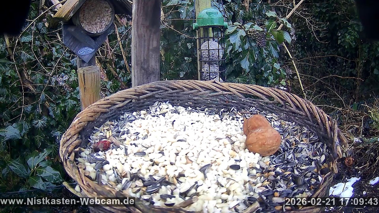 Von der Vogel Futterstelle am 21. Februar 2026