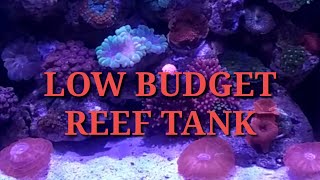 MEMBANGUN REEF TANK LOW BUDGET!!!!