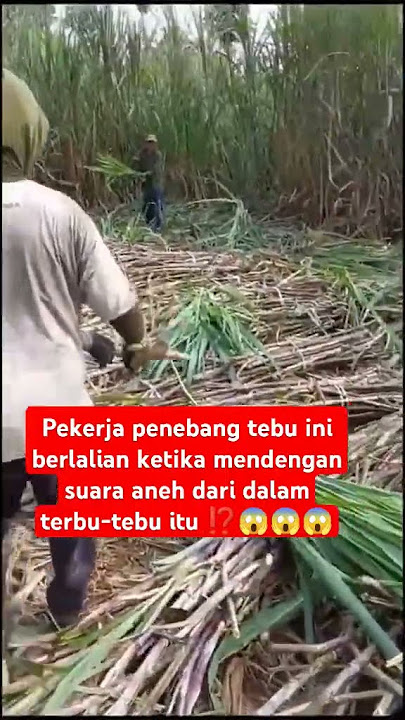 SUARA ANEH DARI DALAM TEBU ⁉️😱😱😱#shorts #fyp #viralvideo #sosial #pekerja #horor #suaraaneh