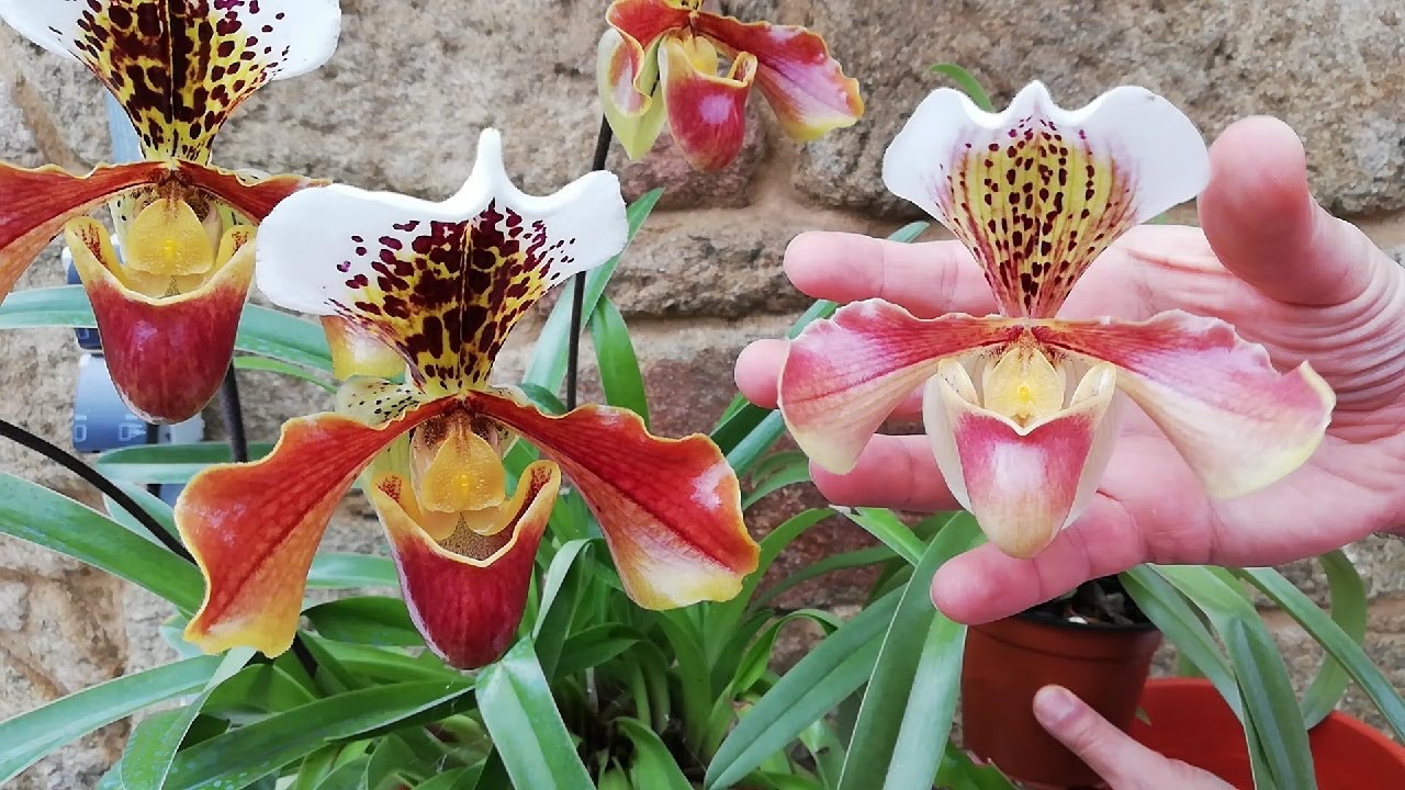 Orquídea Paphiopedilum 