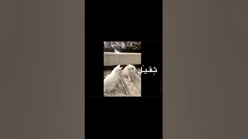 ثقيل ومايباوعلي 