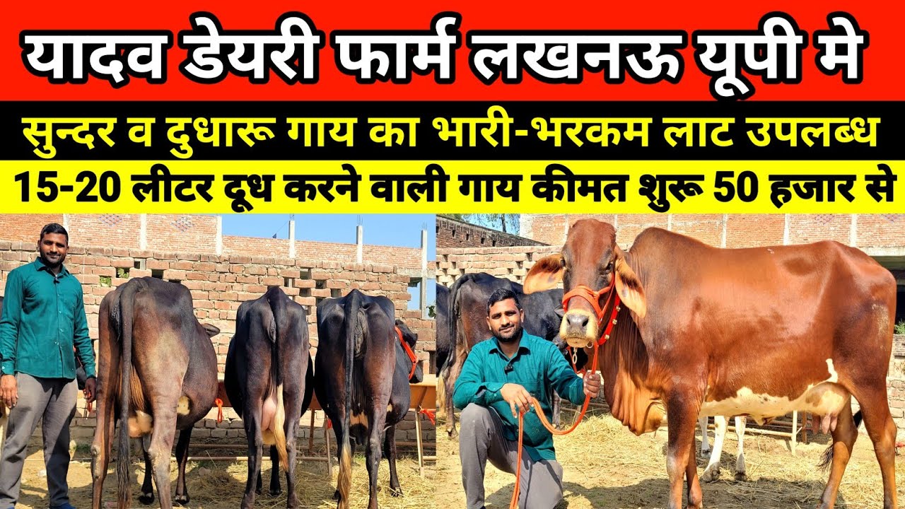 😱👌 यादव डेयरी फार्म पर दुधारू गाय भारी-भरकम लाट बिक्री के लिए उपलब्ध || yadav dairy farm lucknow 