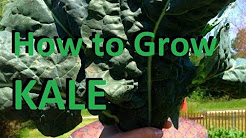 How to Grow Kale - Complete Growing Guide