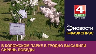 В Коложском парке в Гродно высадили сирень Победы